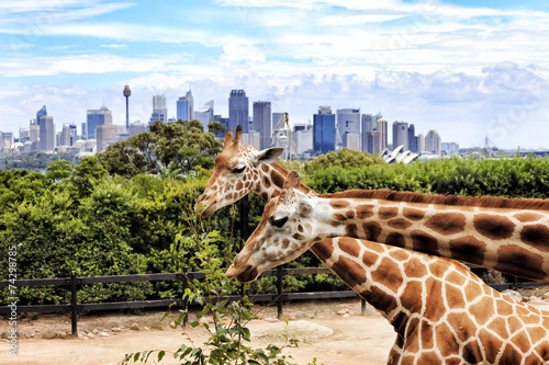 Photography Sy CBD Taronga 2 Giraffes