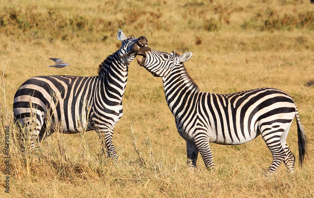 kämpfende Zebras kämpfende Zebras