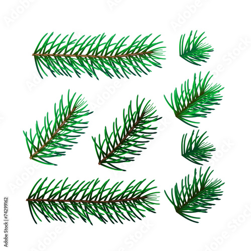 Illustration of eight spruce twigs