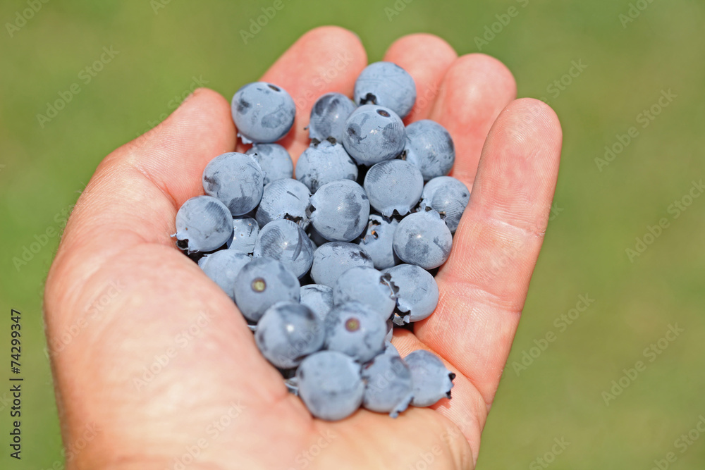 Man hand holding ripe blueberries Man hand holding ripe blueberries