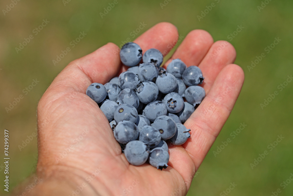 Man hands holding ripe blueberries Man hands holding ripe blueberries