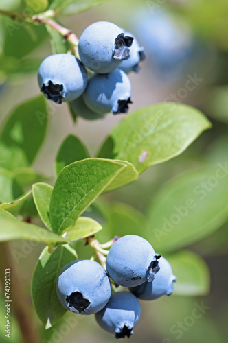 Juicy Blueberries Ripening On The Bush