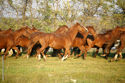 .Batch of beautiful horses running across on pasturage