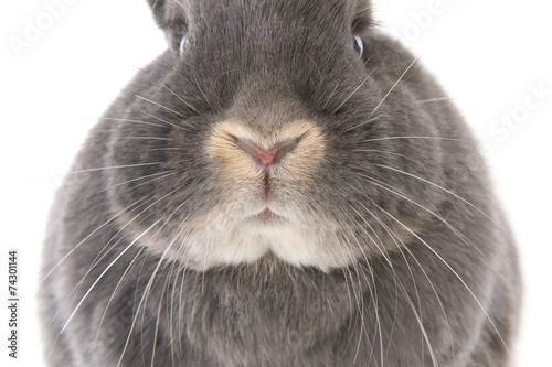 Grey rabbit's nose, cheeks and eyes (closeup), isolated on white