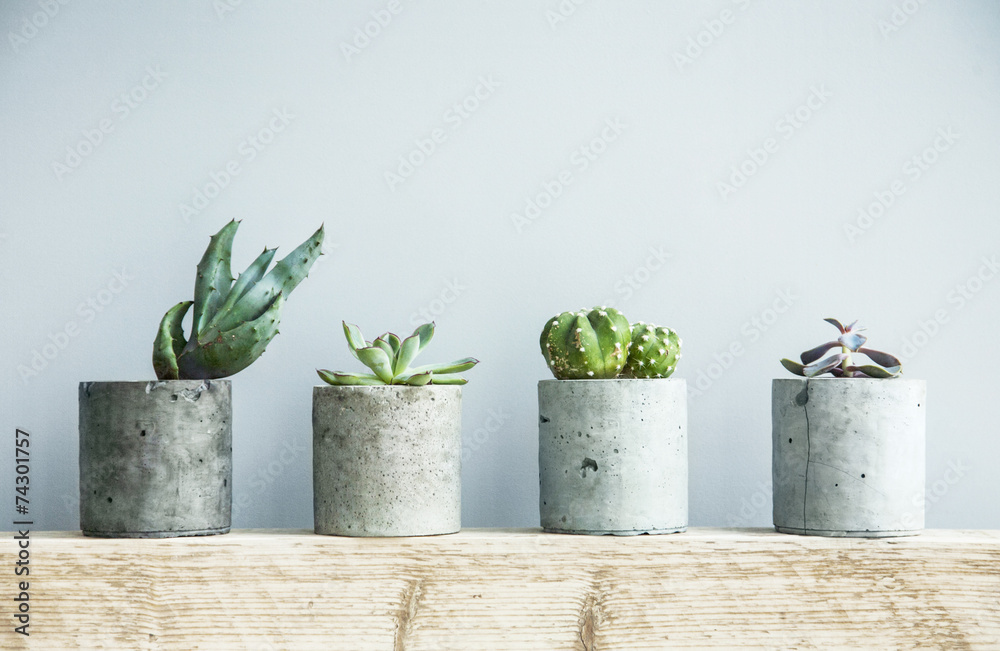 Succulents in diy concrete pot. Scandinavian room interior decor - obrazy, fototapety, plakaty 