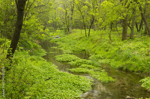 Creek In Woods
