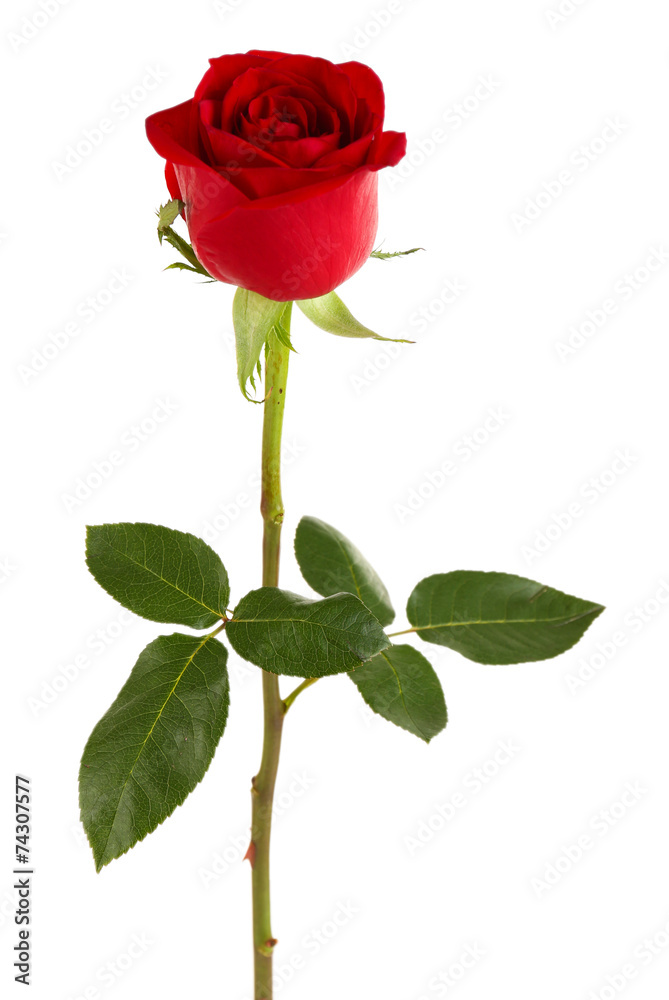 Fototapeta premium Beautiful red rose isolated on white