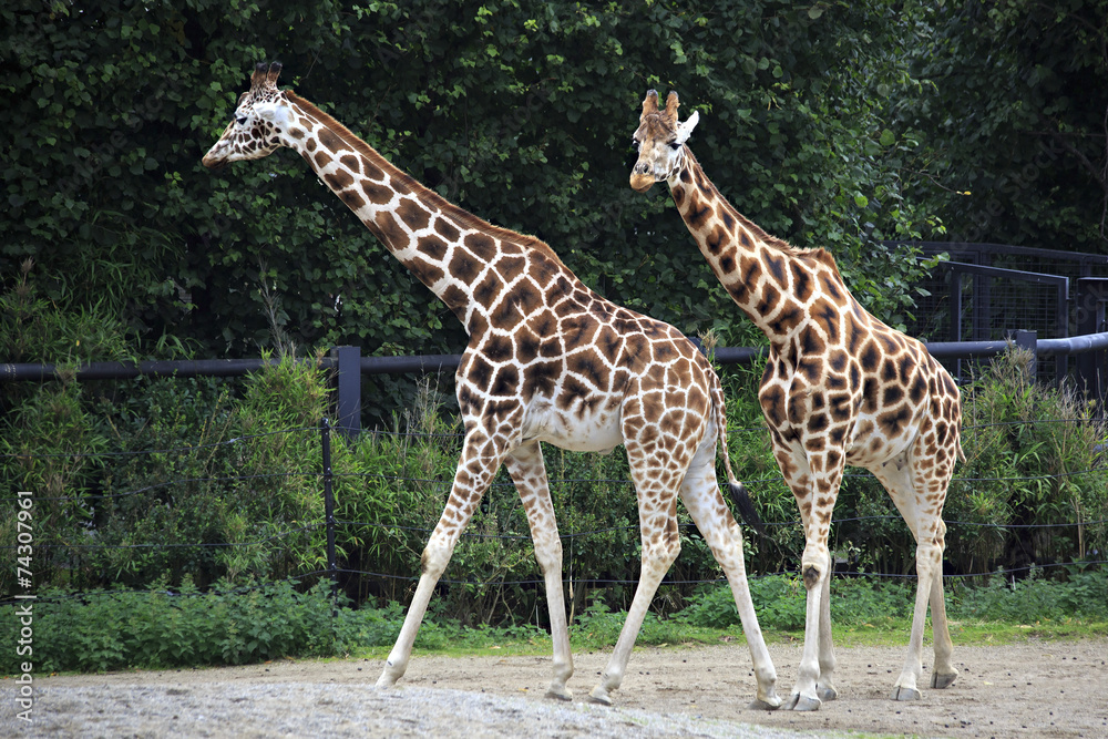 Obraz premium Pair of giraffes.