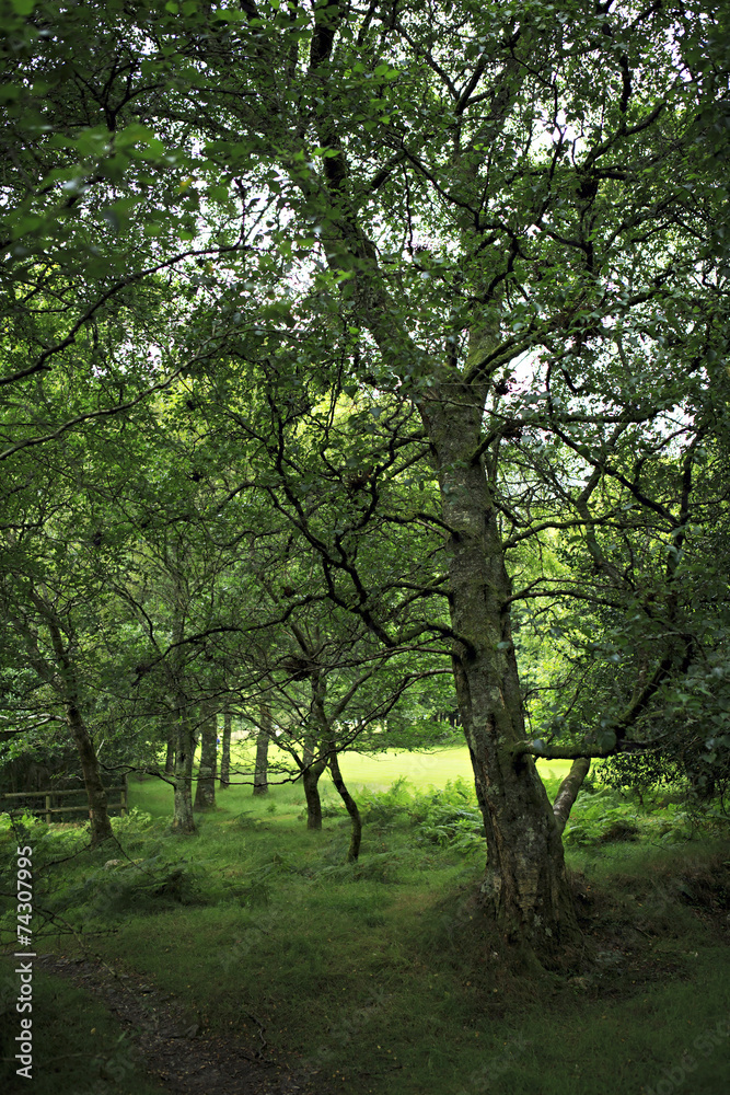 Beautiful relic deciduous forest after rain. Beautiful relic deciduous forest after rain.
