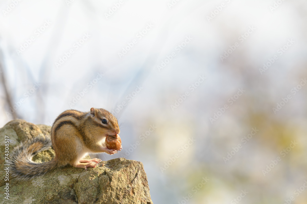 Obraz premium どんぐりを食べるエゾシマリス