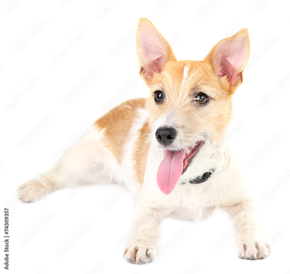 Funny little dog Jack Russell terrier, isolated on white