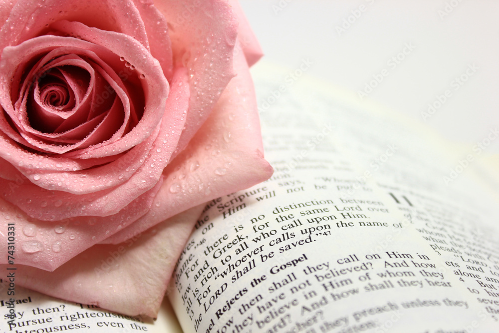 Pink Rose on an Open Bible Page. Photos