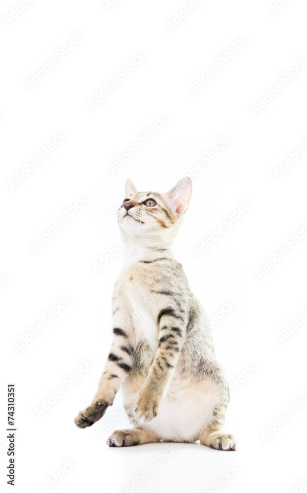 playful toyger kitten stand up show hand isolated