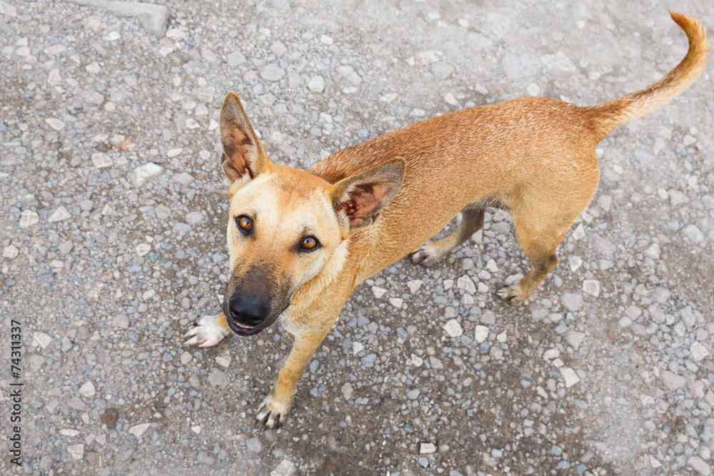 Stray dog Stray dog