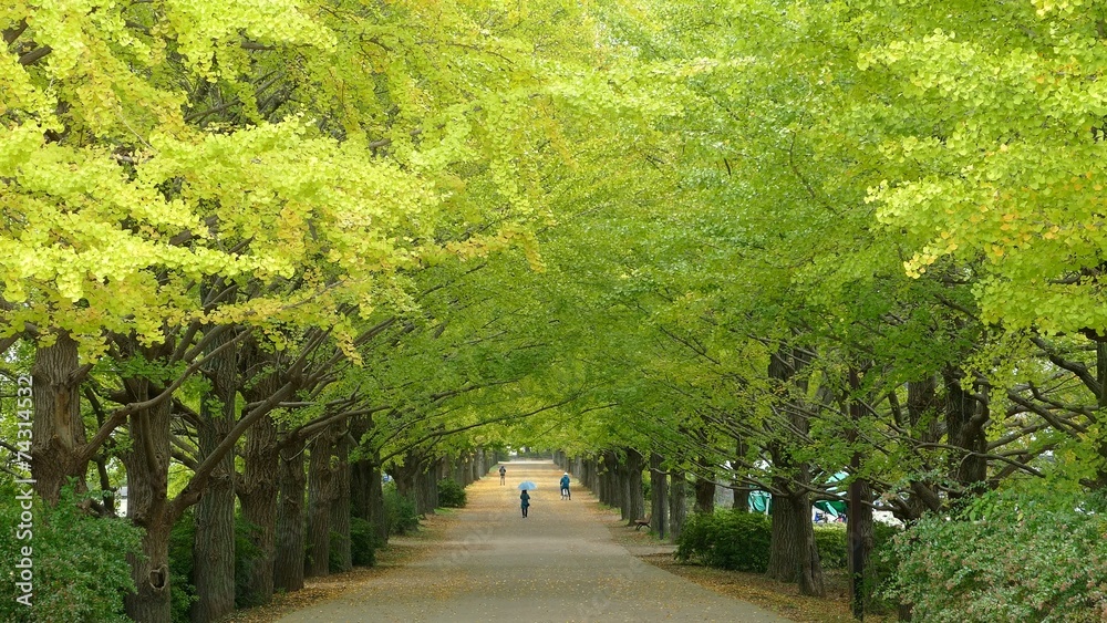 beautiful Ginkgo along the lenght of the street beautiful Ginkgo along the lenght of the street