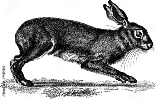 Fotografie, Tablou Vintage Illustration hare rabbit