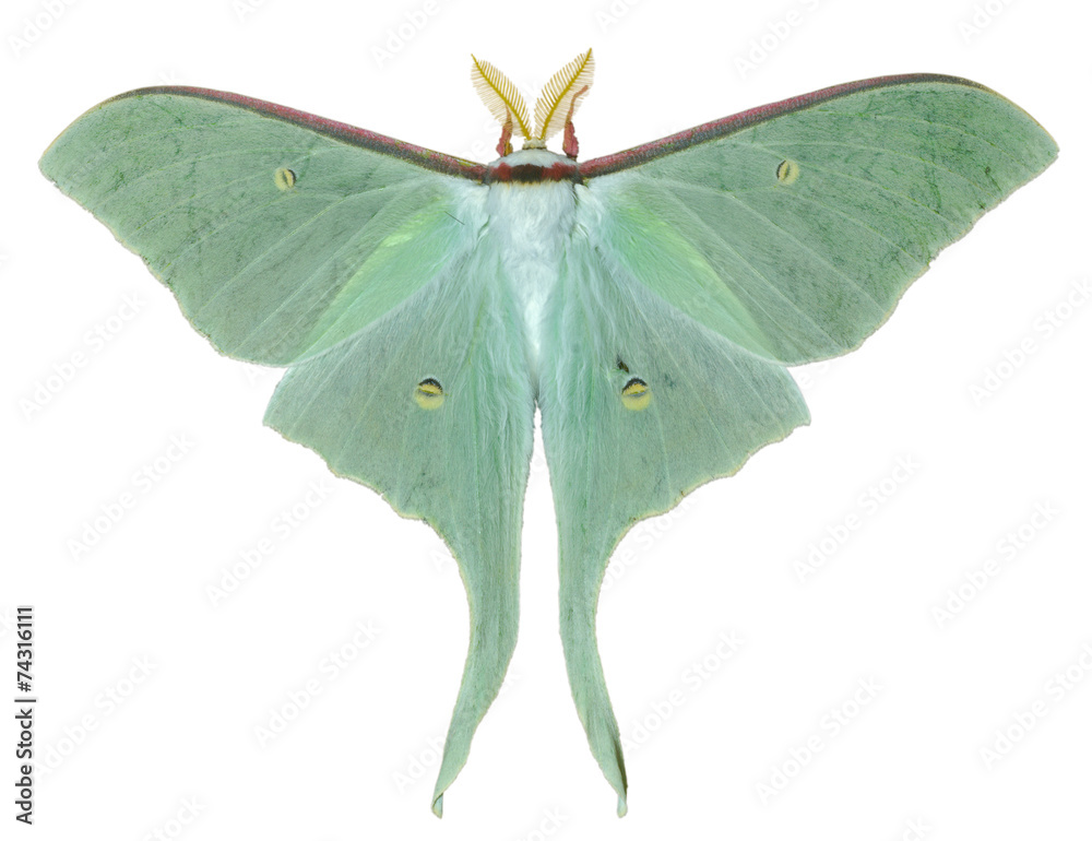 Fototapeta premium Night butterfly (Actias artemis) 22