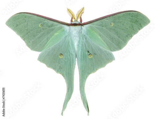 Night butterfly (Actias artemis) 22
