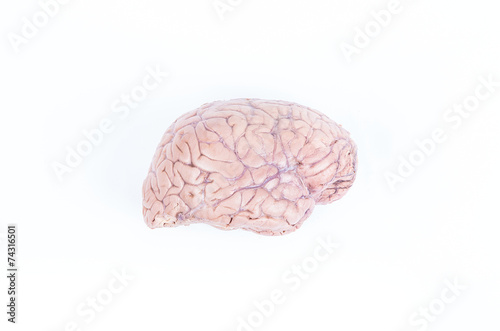 human brain isolated on white