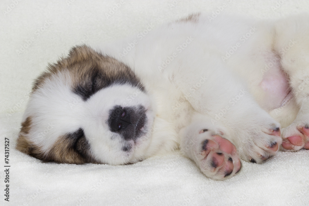 puppy sleeping puppy sleeping