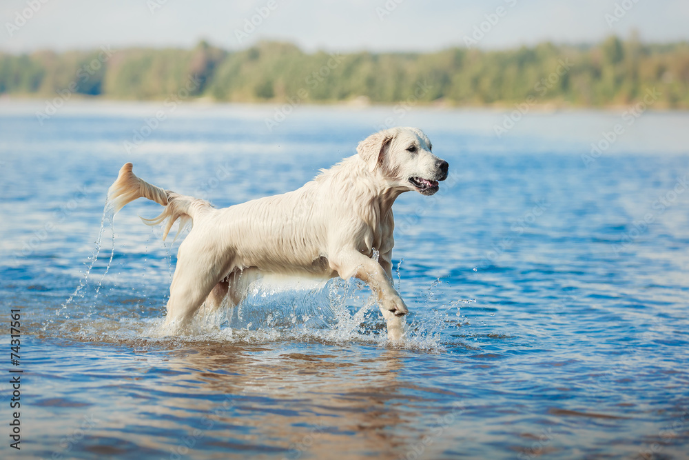 Golden retriever running on the beach Golden retriever running on the beach
