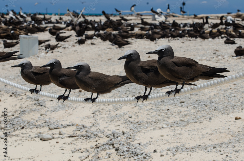 Fototapeta premium クロアジサシの群れ
