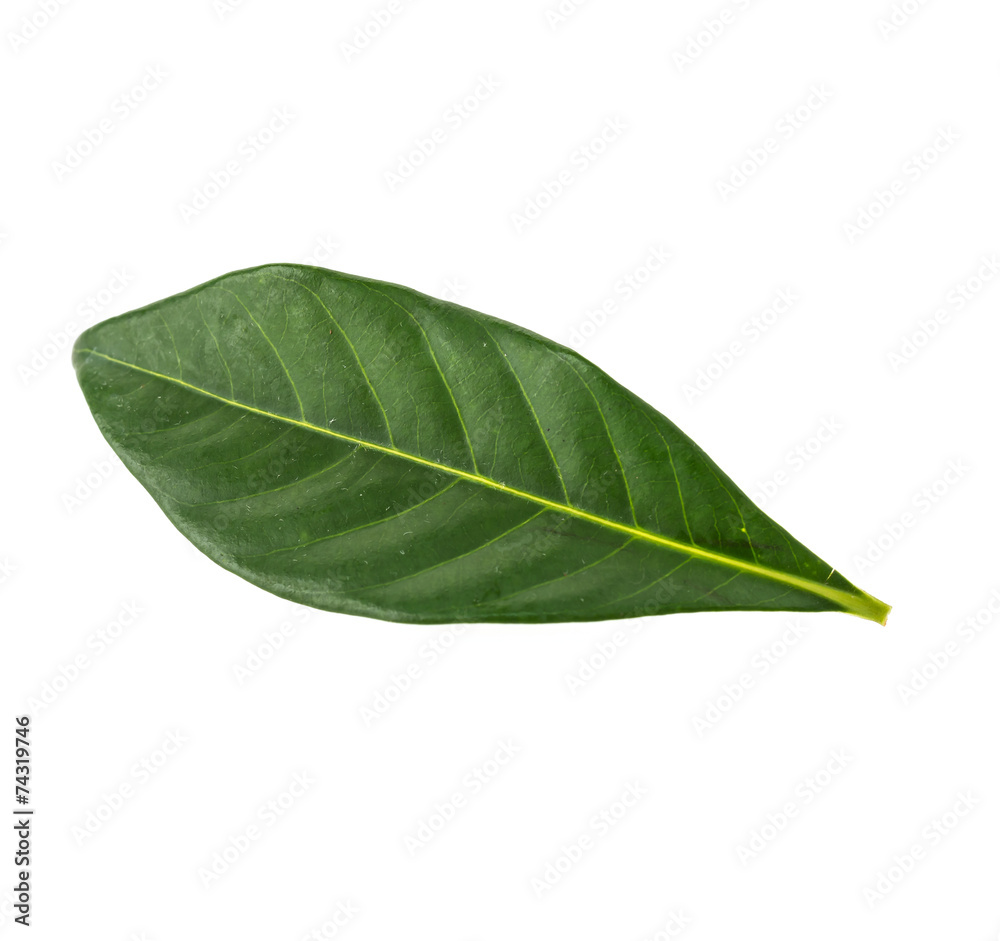 Obraz premium Green leaf
