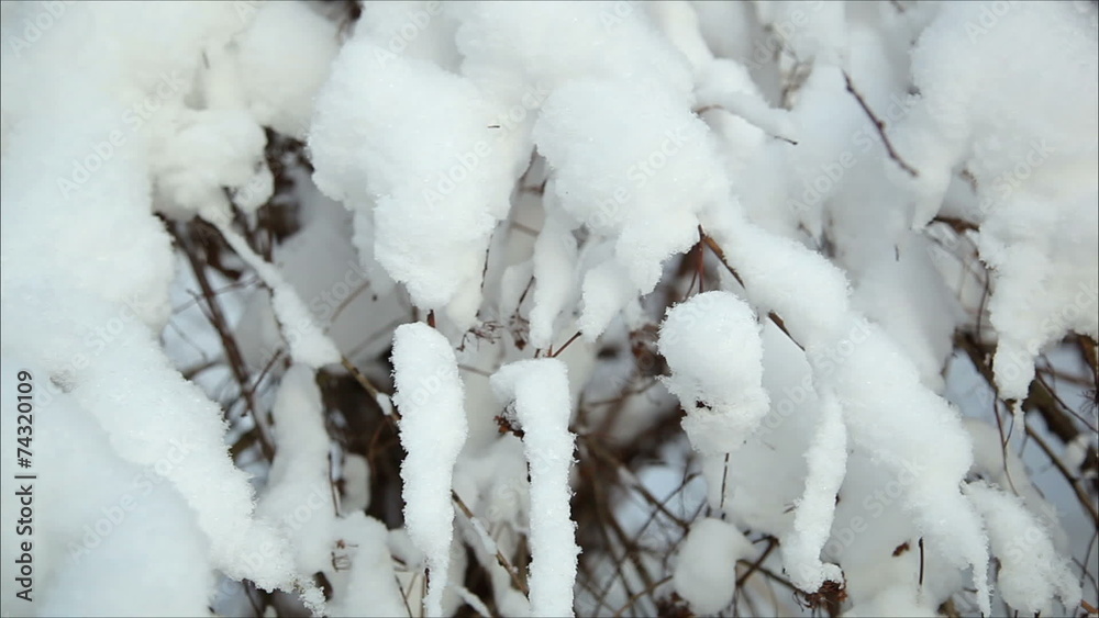 Winter forest in snow, dolly 12 Winter forest in snow, dolly 12