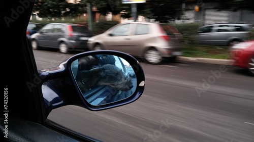 Bassotto in auto © Gianfranco Bella