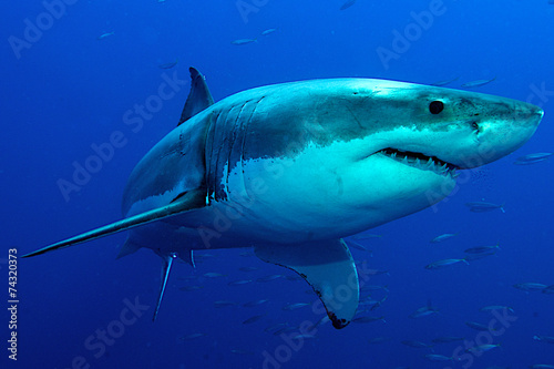 Weißer Hai im tiefblauen Wasser