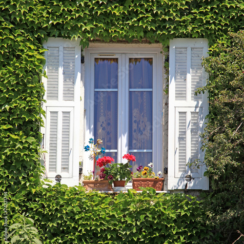 Provence window with white shutters and ivy  Provence  France