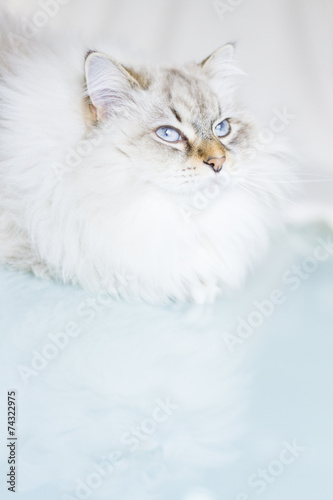 white siberian cat in winter time
