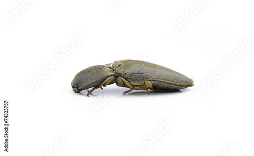 Female of Ampedus elegantulus, click-beetle, isolated on a white photo