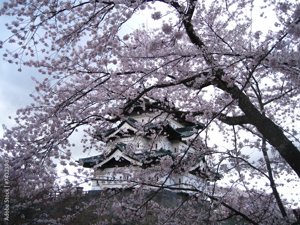 Castle and Sakura