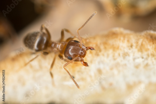 Brown tree ant, Lasius brunneus extreme close-up © Henrik Larsson