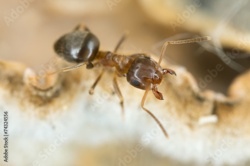 Brown tree ant, Lasius brunneus extreme close-up