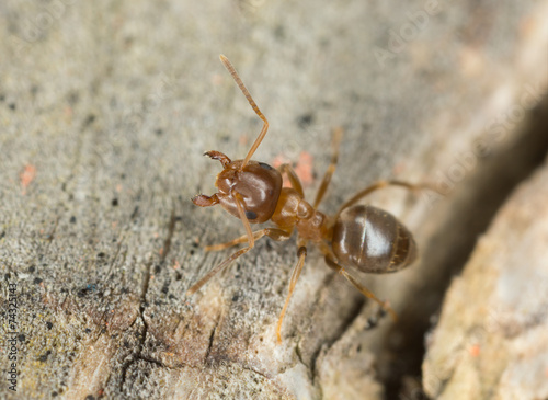 Brown tree ant, Lasius brunneus extreme close-up