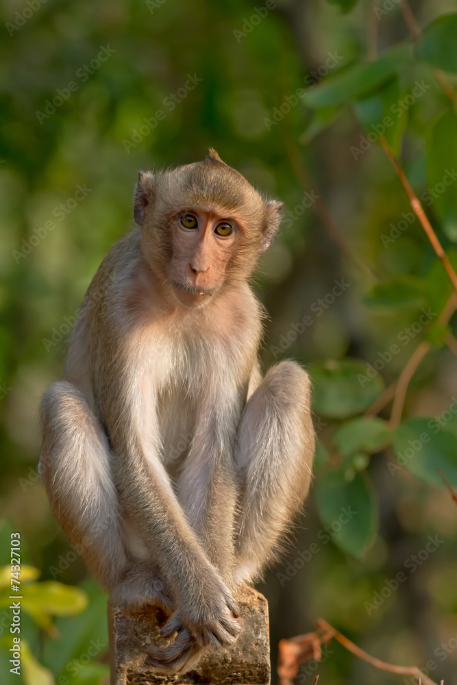 Portrait of monkey Portrait of monkey