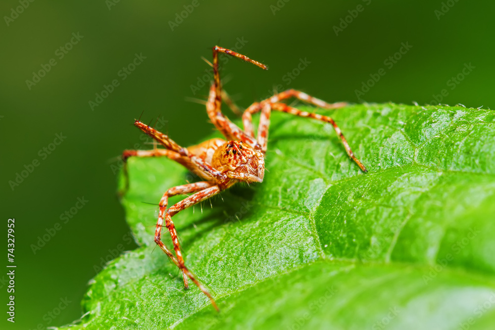 Jumping spiders Jumping spiders