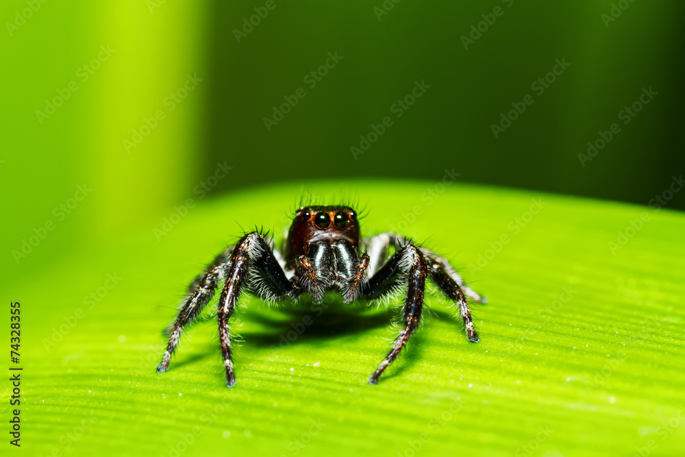 Jumping spiders