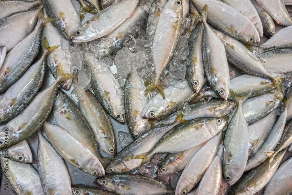 Rastrelliger brachysoma or Short mackerel for sale in Thai fresh Photos |  Adobe Stock