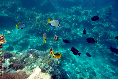 Fototapeta Naklejka Na Ścianę i Meble -  underwater image of tropical fishes