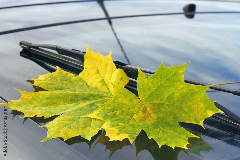 Obraz premium autumn leaf on a car windshield