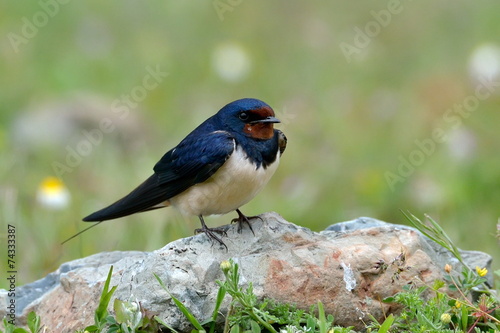 the barn swallow in natural habitat (hirundo rustica)