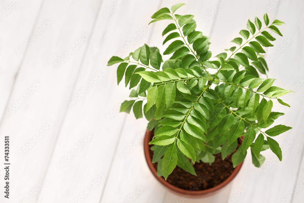 Fototapeta premium curry leaf, curry tree