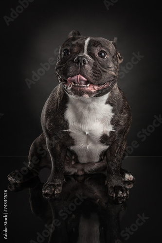 Studio photo of french bulldog over black background