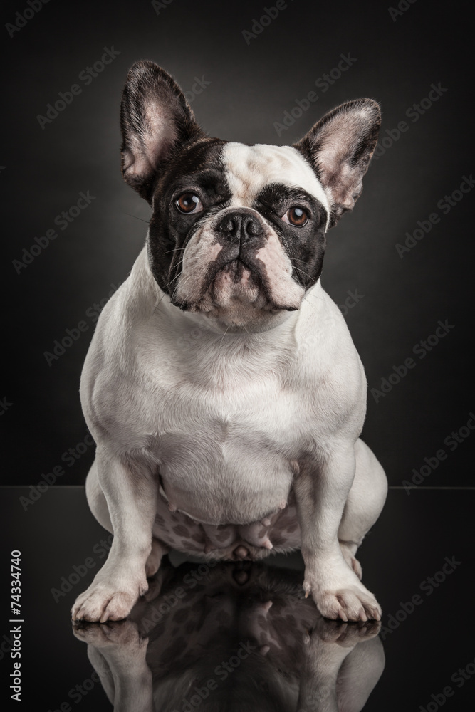 Fototapeta premium Studio photo of french bulldog over black background