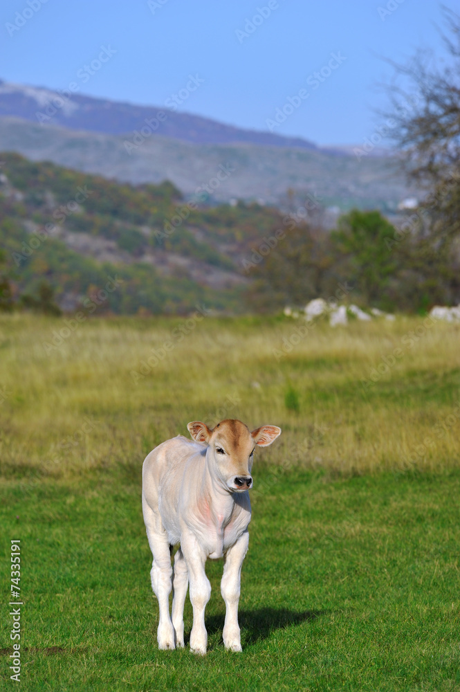 White bull calf