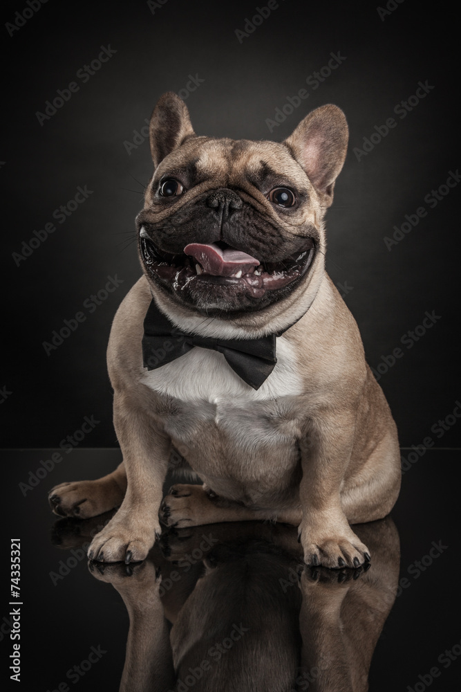 Studio photo of french bulldog over black background Studio photo of french bulldog over black background