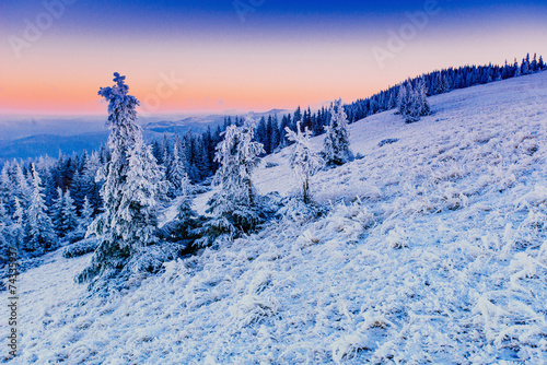 winter landscape trees in frost